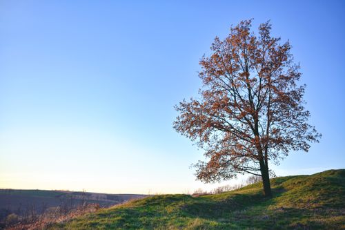 Free A lone oak tree stands on a grassy hill under a bright blue sky in Kietrz, Poland. Stock Photo
