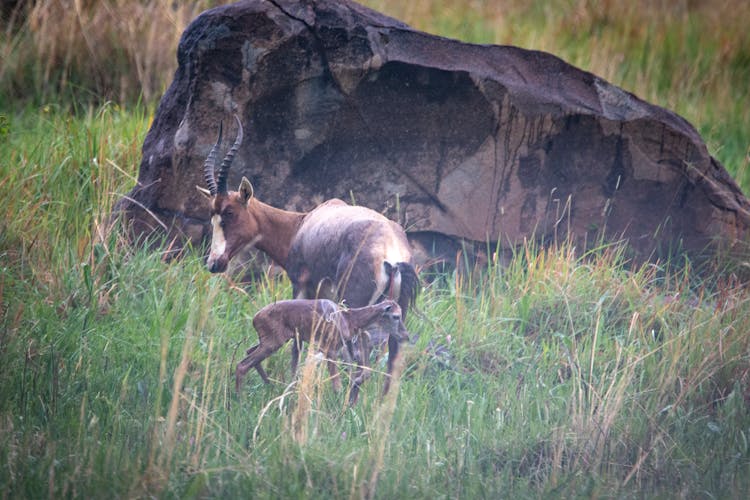 Bucks On A Grassy Field