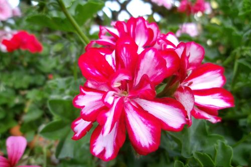 Free stock photo of garden Stock Photo