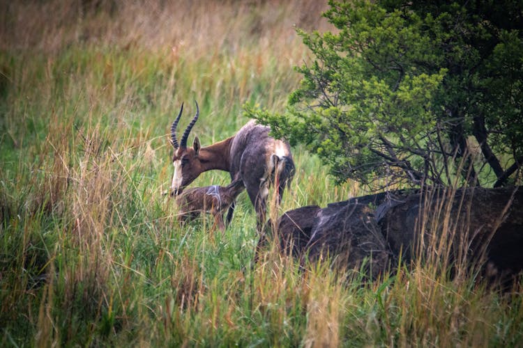 Bucks On A Grassy Field