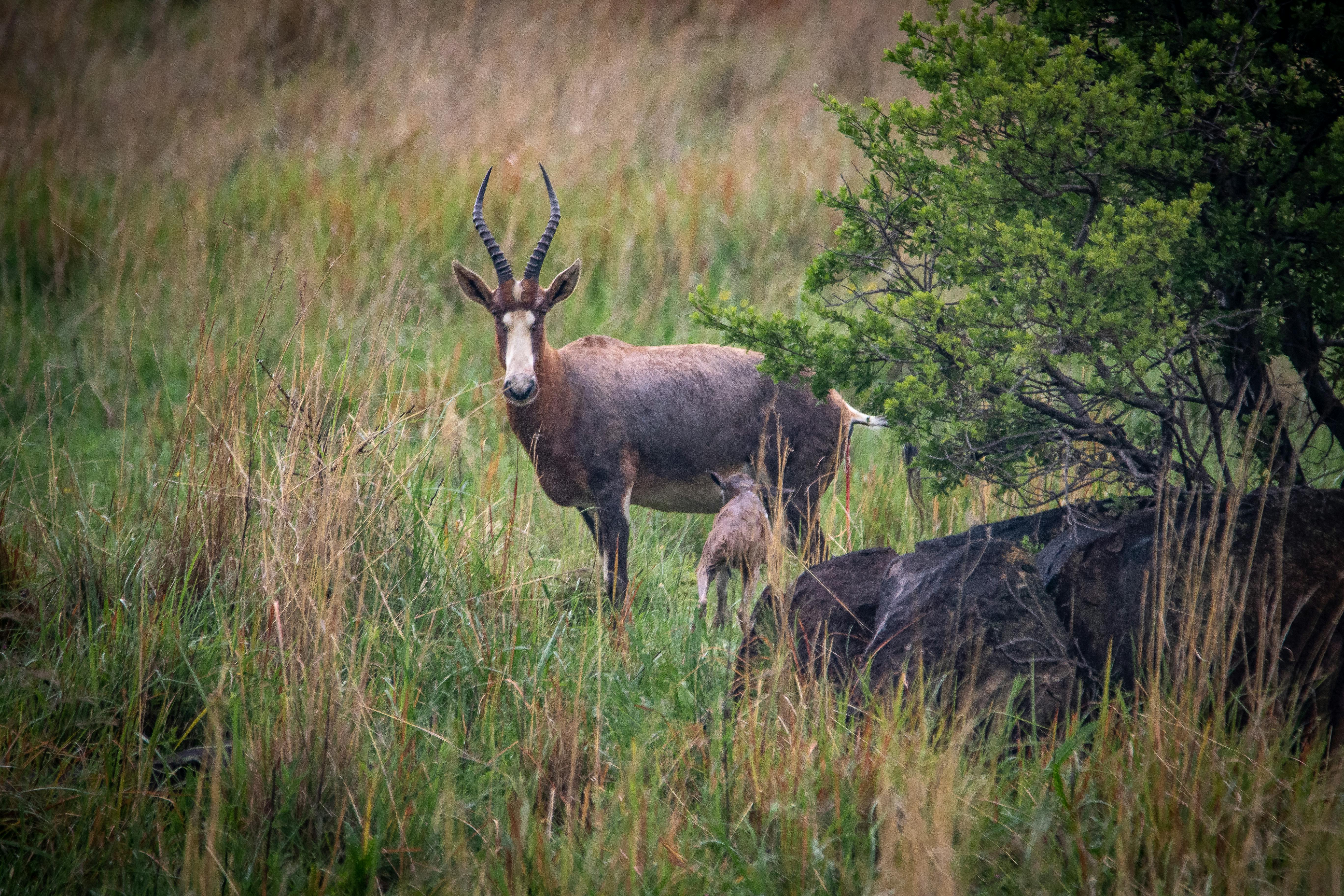 grátis Foto profissional grátis de @exterior, animais selvagens, animal Foto profissional