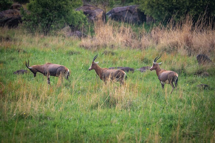 Bucks Walking On A Grassy Field