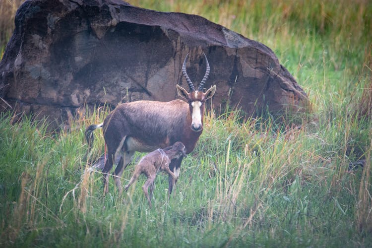 Bucks On A Grassy Field