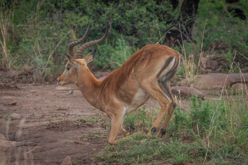 Immagine gratuita di animale, antilope, artiodactyla