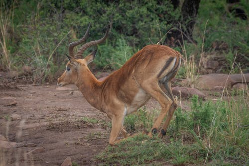 A Buck on a Grassy Field