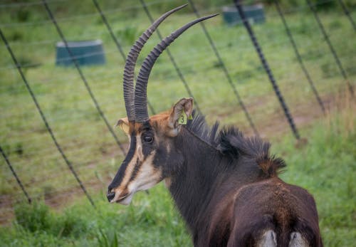 Immagine gratuita di animale, antilope, artiodactyla