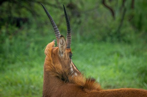 Close-Up Shot of a Buck on a Grassy Field