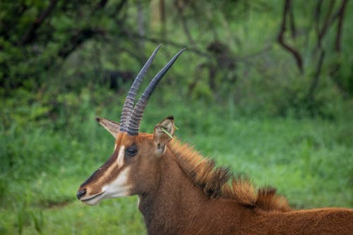 Close-Up Shot of a Buck on a Grassy Field