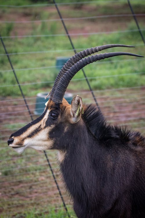 Immagine gratuita di animale, antilope, artiodactyla