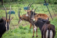 Bucks on a Grassy Field