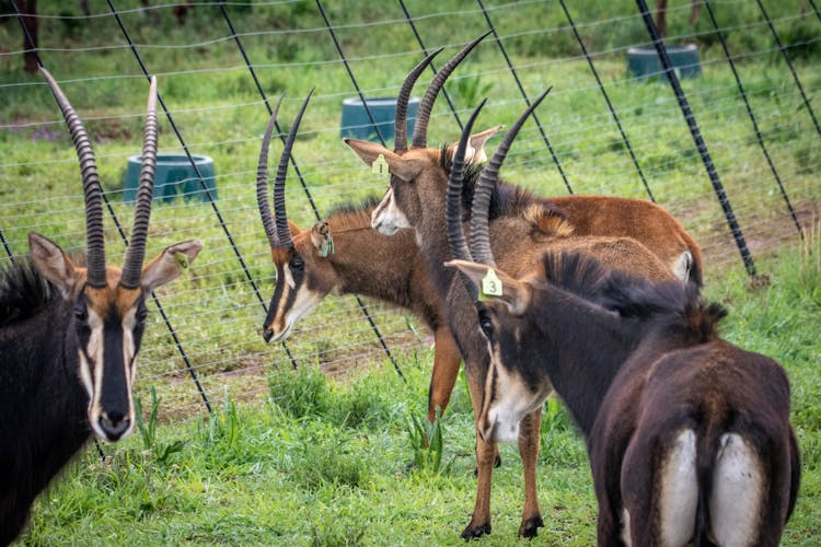 Bucks On A Grassy Field