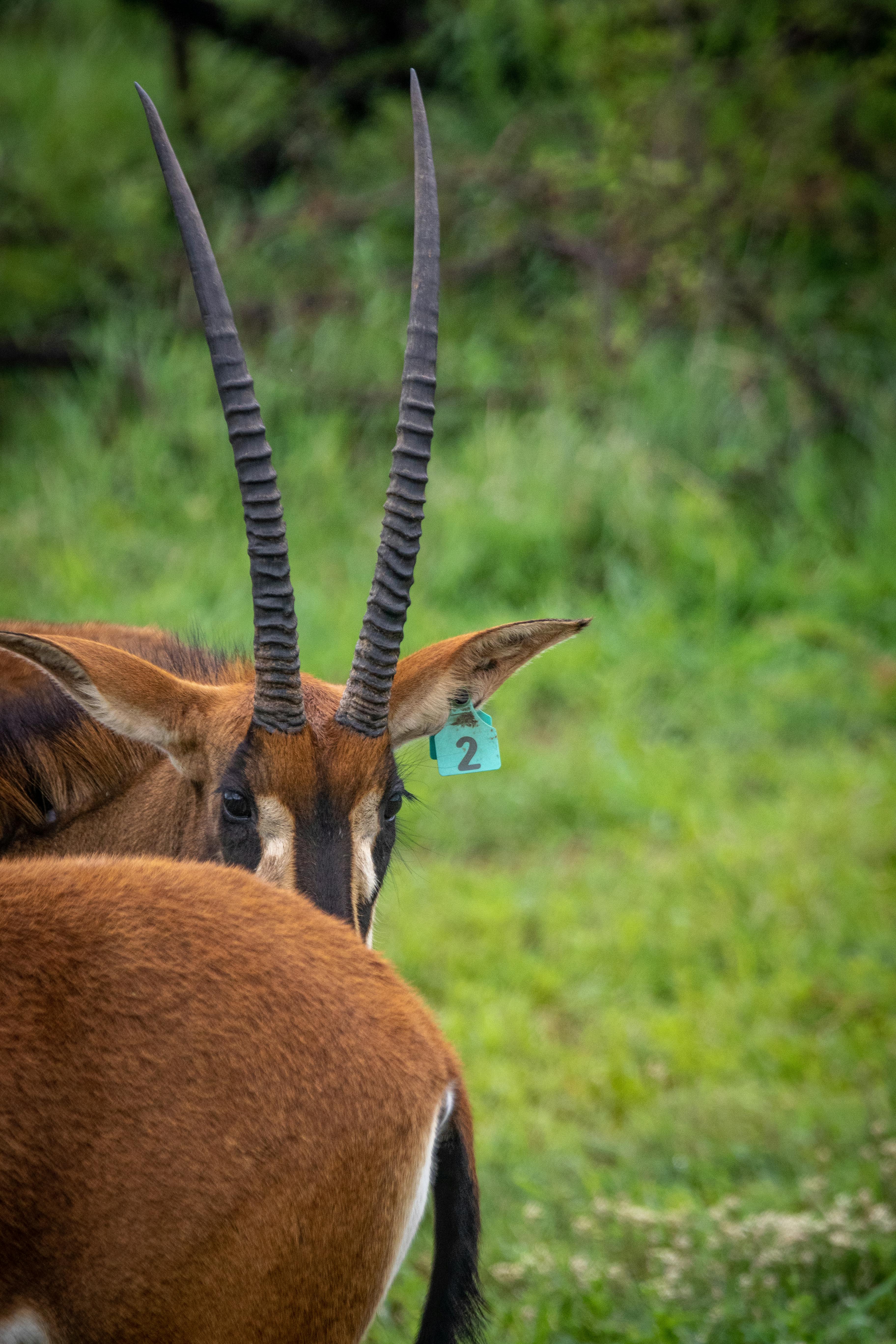 grátis Foto profissional grátis de animais selvagens, animal, animal com chifres Foto profissional