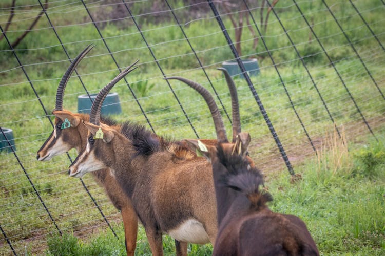 Bucks On A Grassy Field