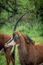 Brown Animal on Green Grass