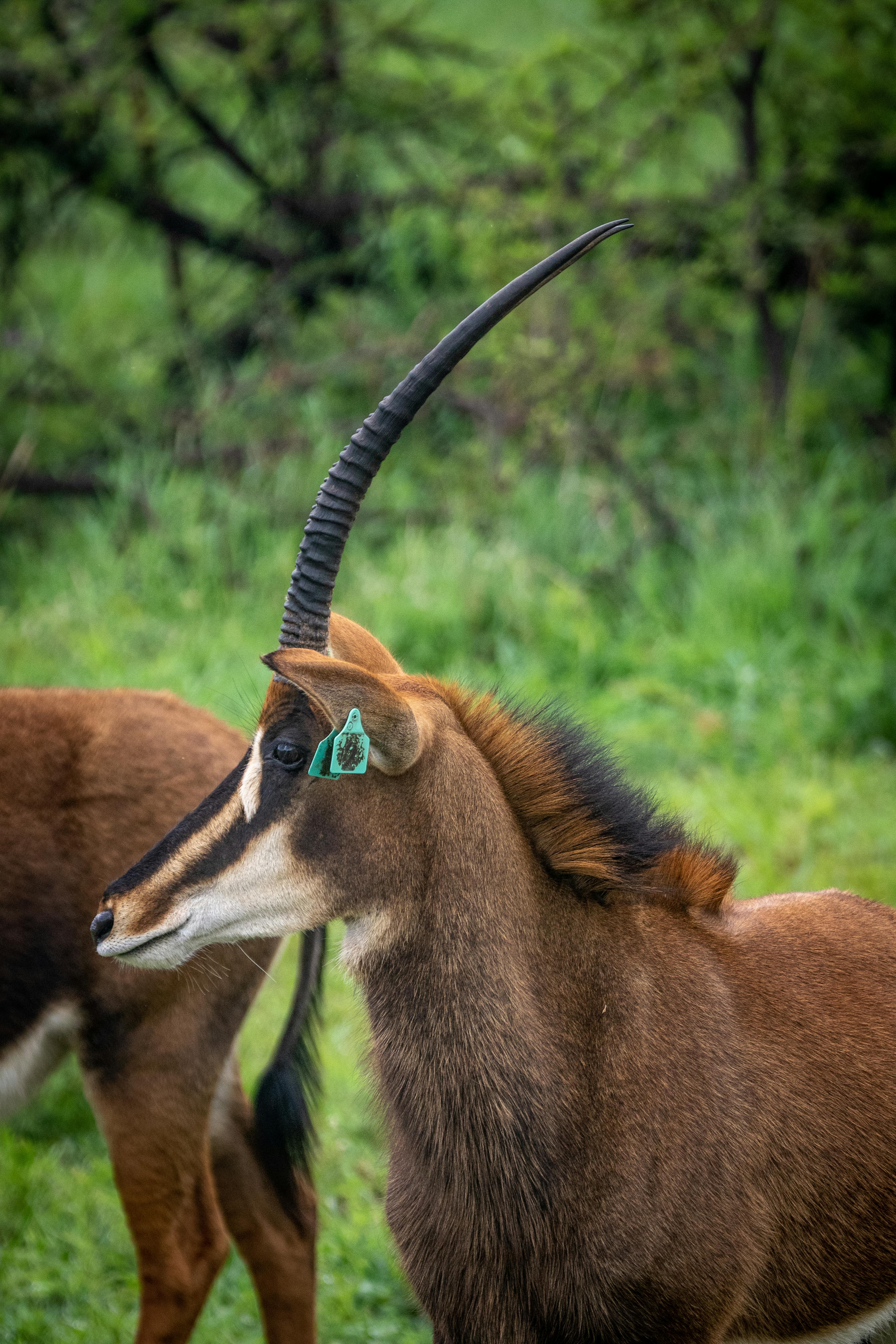 373 Sable Antelope Stock Photos, High-Res Pictures, and Images - Getty  Images