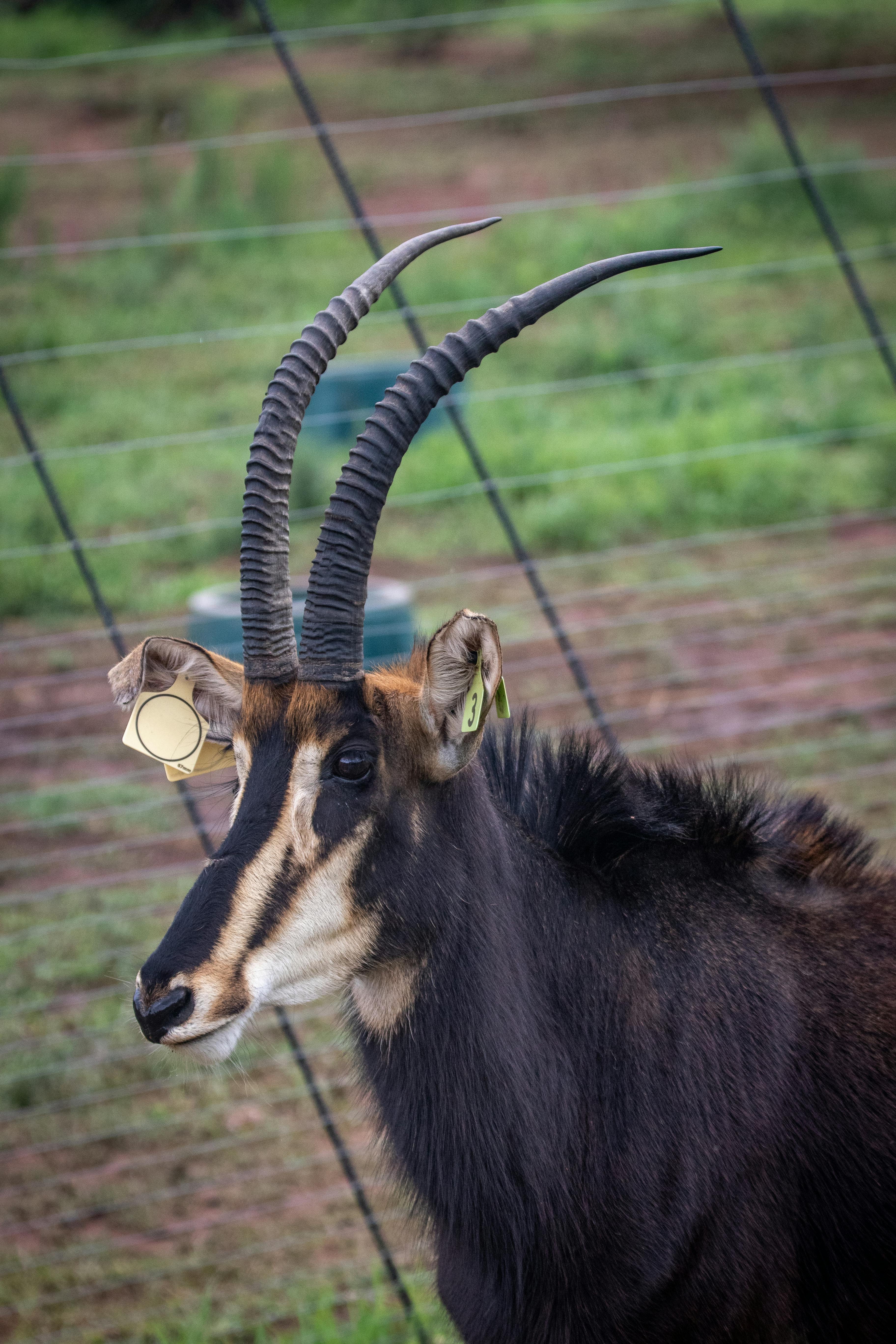 grátis Foto profissional grátis de ambiente natural, animais selvagens, animal Foto profissional