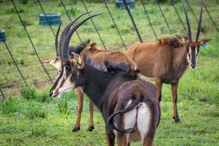 Bucks On A Grassy Field