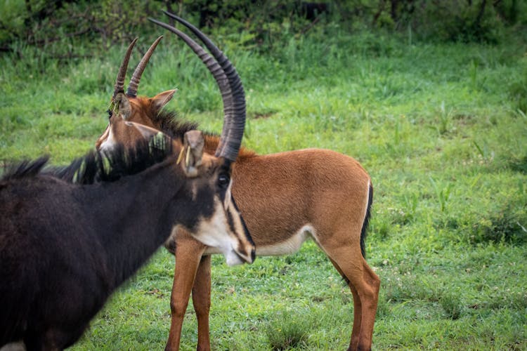 Bucks On A Grassy Field