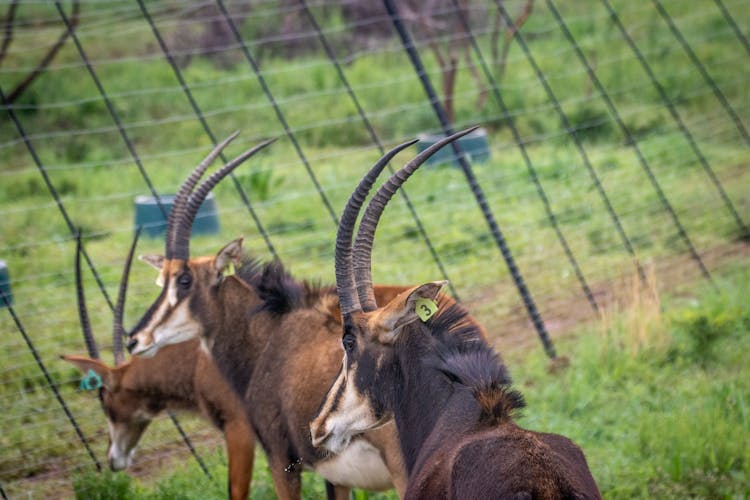 Bucks On A Grassy Field