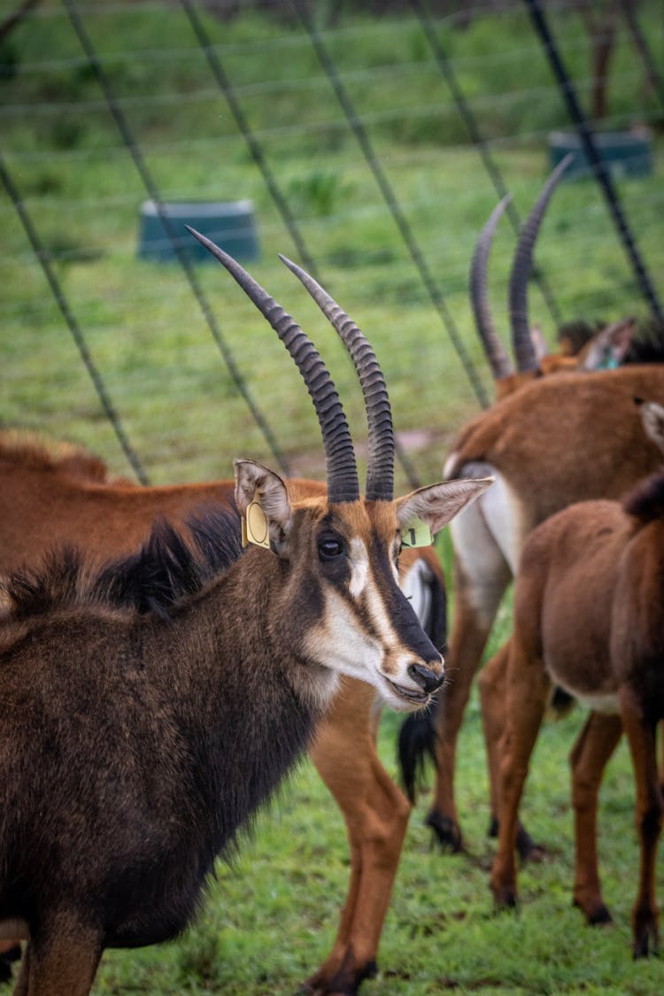 Bucks On A Grassy Field