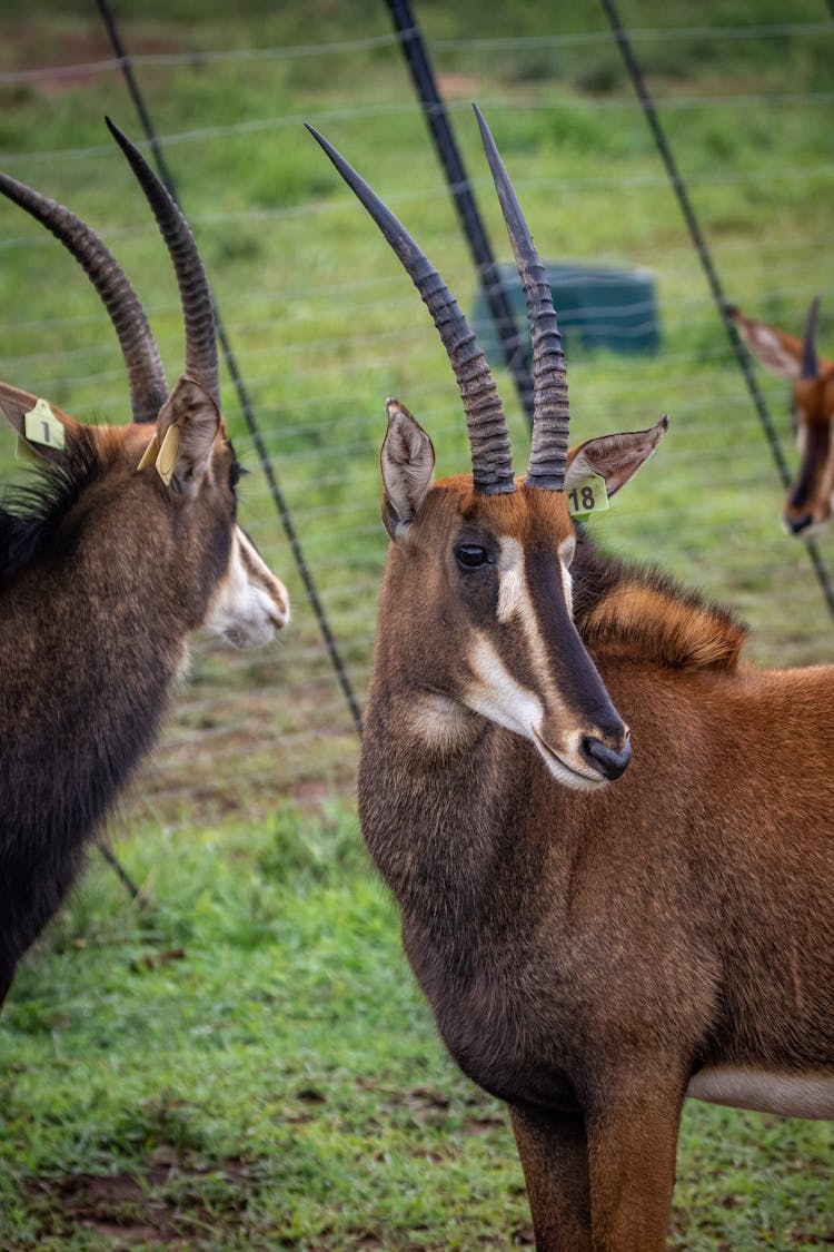 Bucks On A Grassy Field