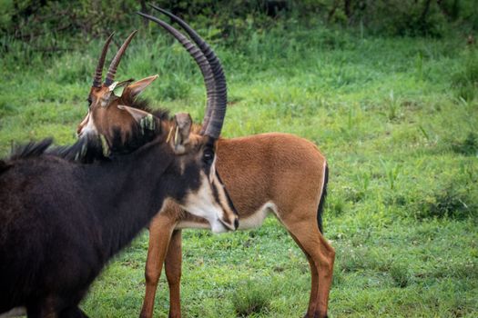 Two sable antelopes with impressive horns grazing in lush green grassland.