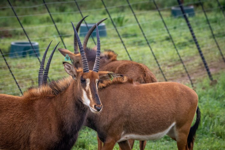 Bucks On A Grassy Field