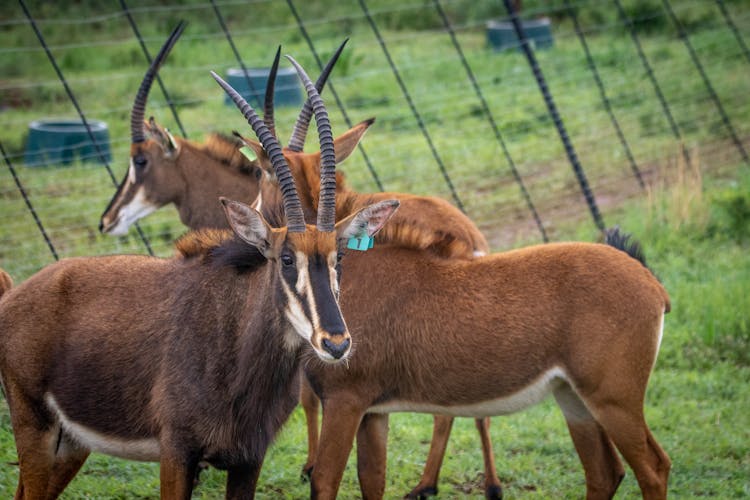 Bucks On A Grassy Field