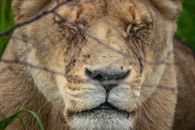 Close-Up Shot of a Lioness
