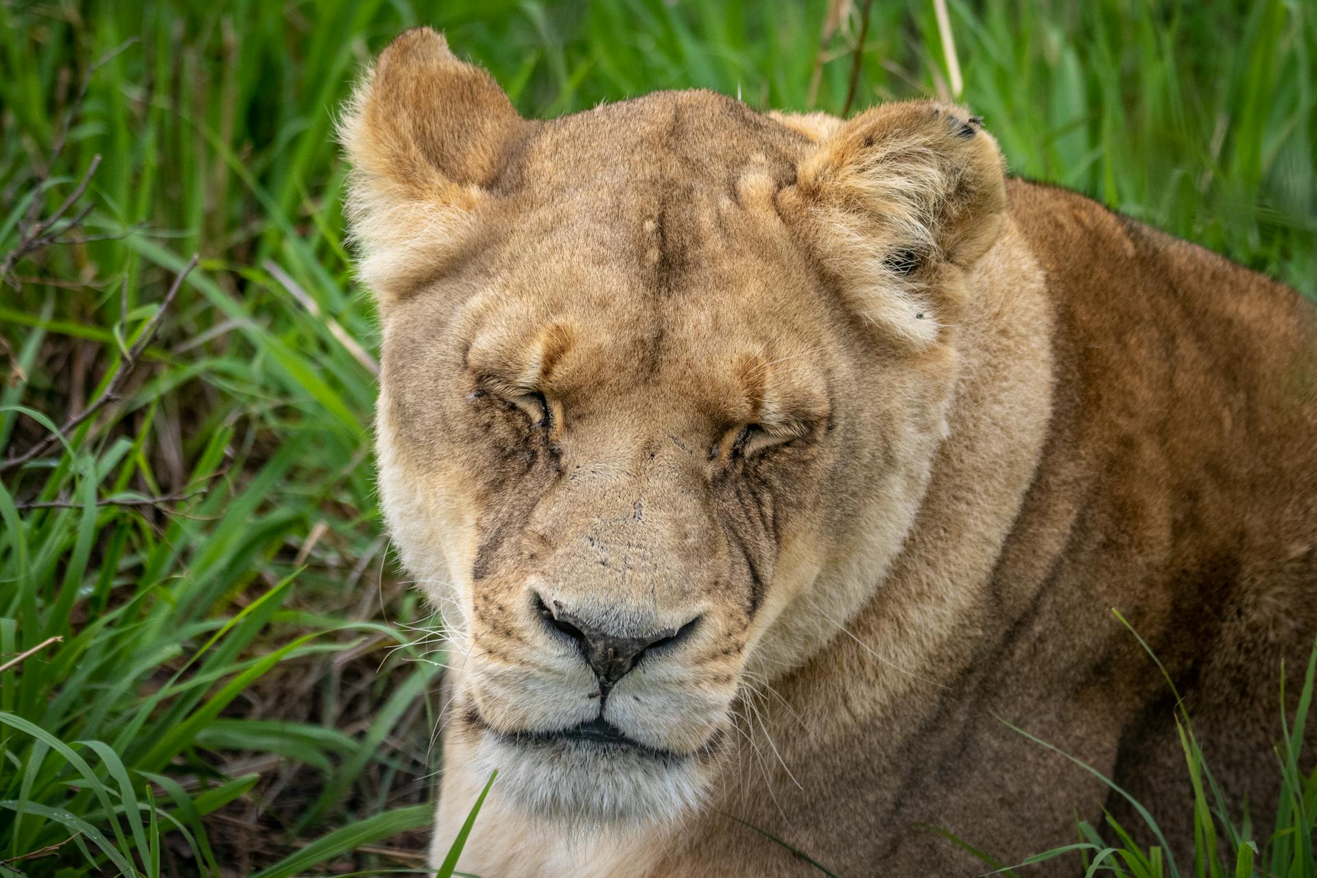 A peaceful lioness rests with eyes closed among the grass, capturing the essence of wildlife tranquility.