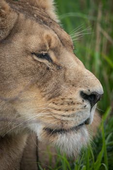 Detailed close-up of a lioness in her natural habitat, showcasing her regal features.