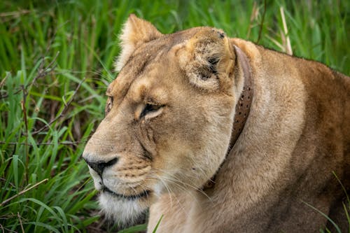 Close-Up Shot of a Lioness Lying Down on a Grassy Field
