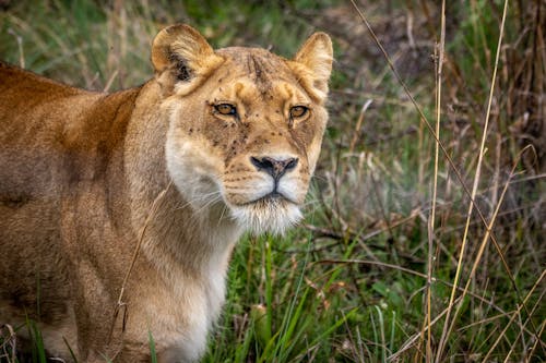 Close-Up Shot of a Lioness Standing on a Grassy Field