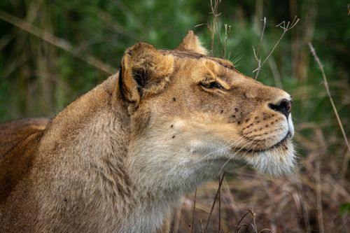 Free A beautiful close-up of a lioness basking in the wild, showcasing her strength and grace. Stock Photo