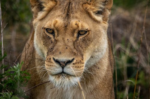 Close-Up Shot of a Lioness Looking at Camera on a Grassy Field 