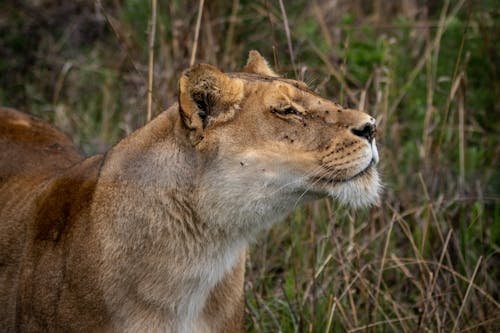 Darmowe zdjęcie z galerii z afryka południowa, drapieżnik, duży kot