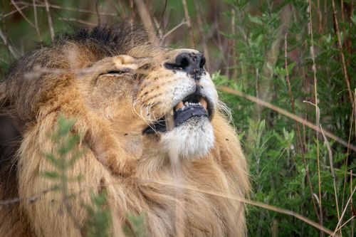 Free Close-up of a wild lion relaxing amidst greenery, showcasing its majestic mane and serene expression. Stock Photo