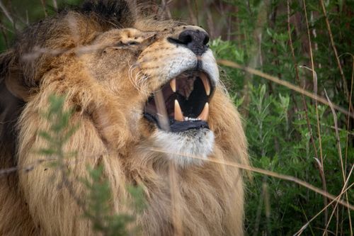 Free Close-up view of a majestic lion roaring in its natural habitat, showcasing its sharp teeth and mane. Stock Photo