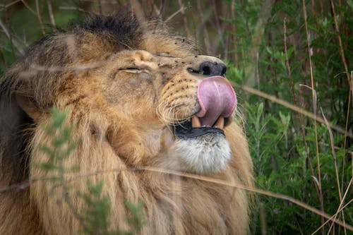 ネコ科, ひげ, ライオンの無料の写真素材