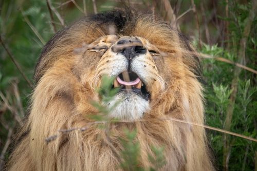Free Close-up of a lion yawning in natural habitat, showcasing its majestic mane amidst lush greenery. Stock Photo