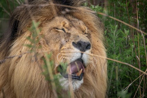 Photo of a Fierce Lion