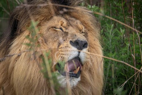 Free Close-up of a male lion yawning amidst wild grass in the savannah. Stock Photo
