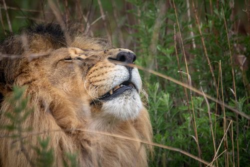 Free Close-up of a lion savoring the outdoors, surrounded by lush greenery. Stock Photo