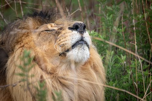 Free Close-up of a lion enjoying the tranquility of the wild, showcasing its mane and serene beauty. Stock Photo