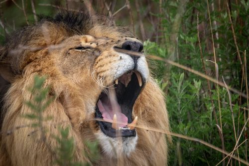 Free Wild lion captured mid-roar among lush greenery, showcasing powerful presence in the wild. Stock Photo