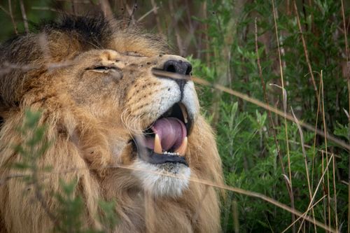 Free Close-up of a yawning lion amidst lush greenery, showcasing its majestic features. Stock Photo