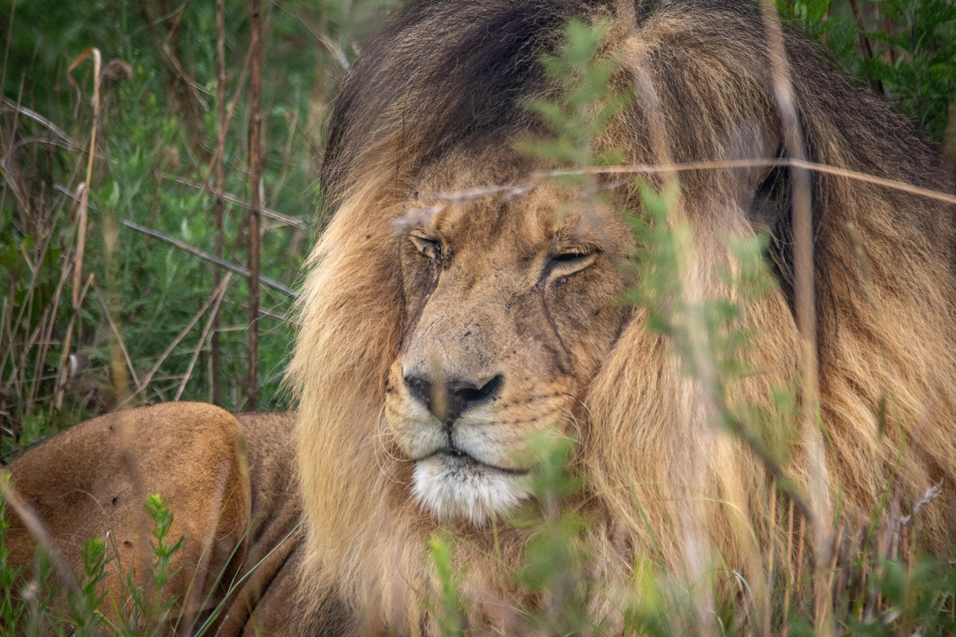 Majestic lion resting in the grass, showcasing its regal mane in a natural habitat. Perfect wildlife portrait.