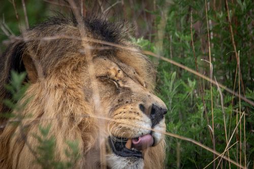 Free Close-up of a male lion resting in the grass, highlighting its majestic mane and serene expression. Stock Photo