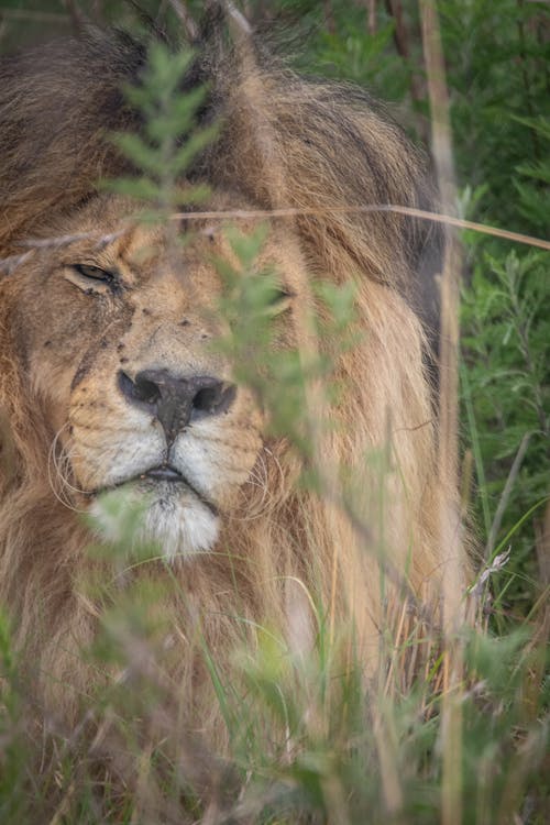 Close Up Photo of Lion Head