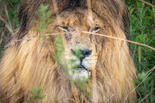 Základová fotografie zdarma na téma divoký, fotografie divoké přírody, fotografování zvířat